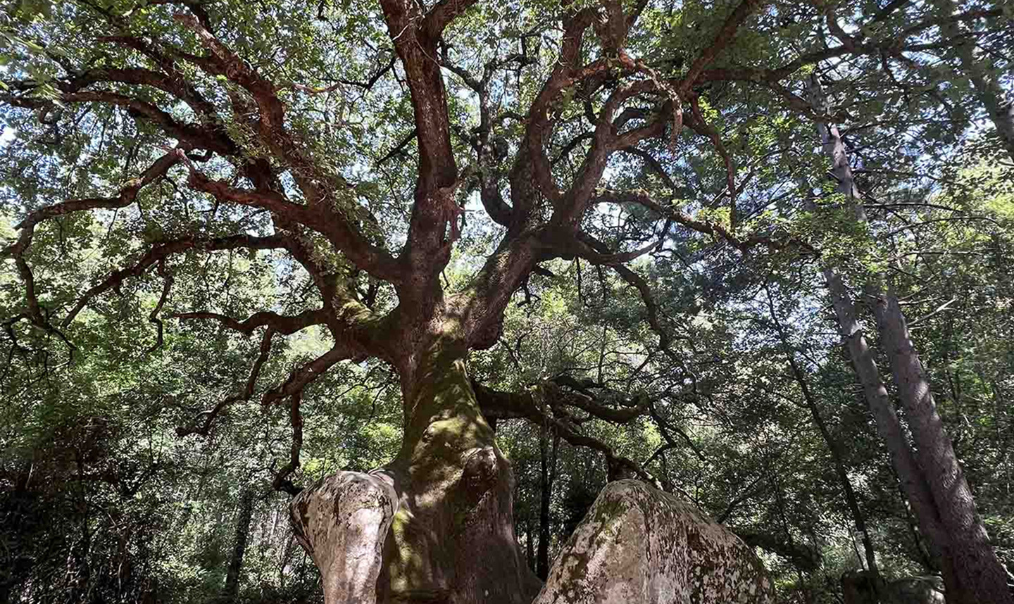 Großer alter Baum in einem sonnigen Wald.